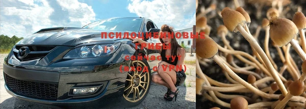 хмурый Аркадак